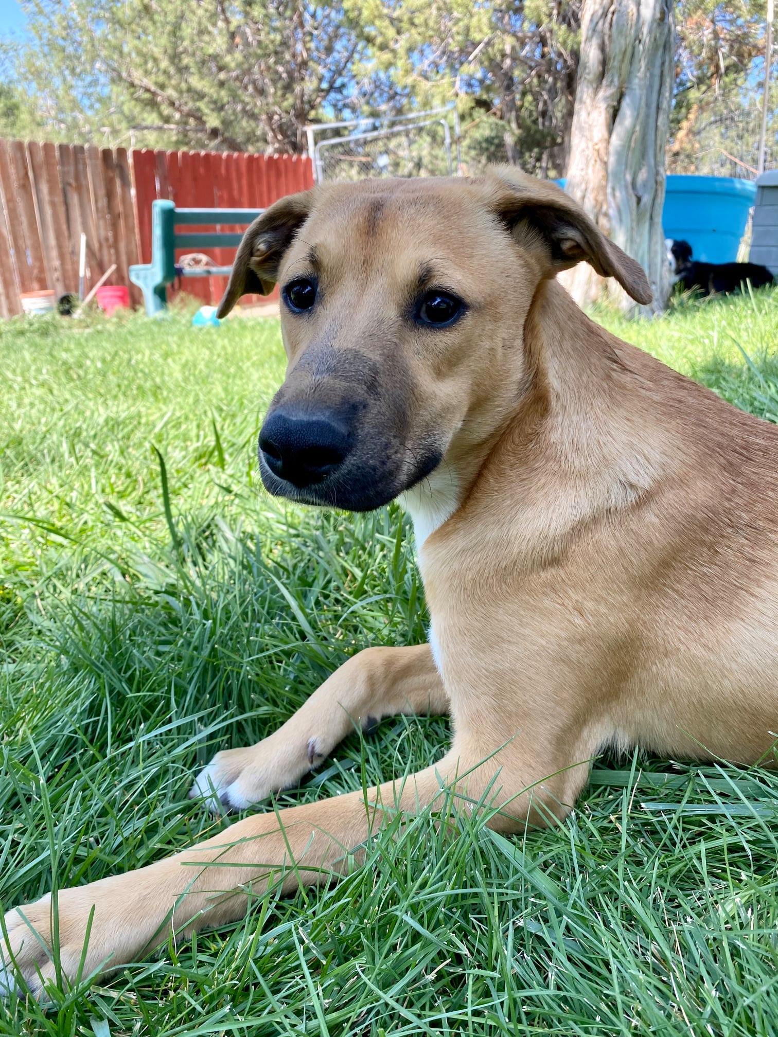 Nala , a Adoptable Mixed Breed in Durango, CO image 2/11