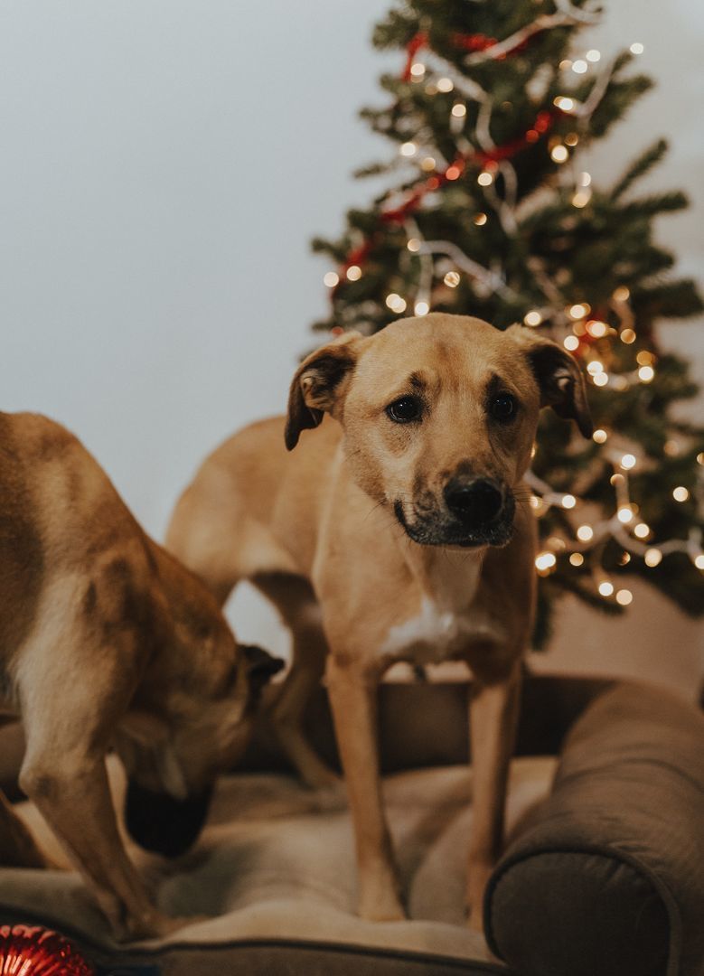 Nala , Adoptable, Young Female Mixed Breed.