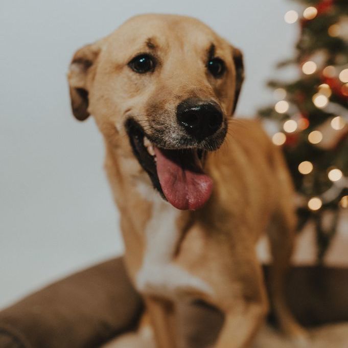 Nala , a Adoptable Mixed Breed in Durango, CO image 5/11