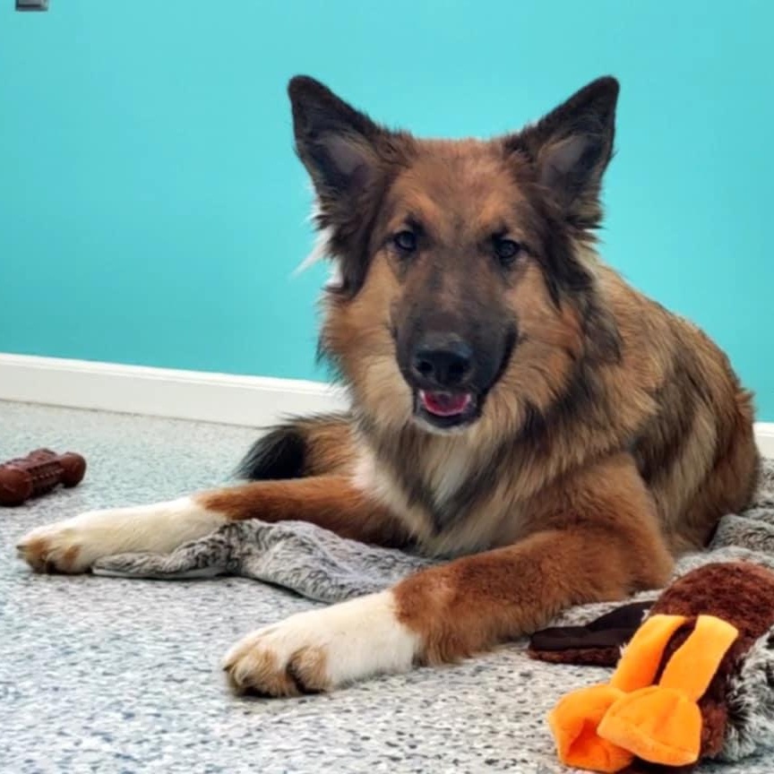 Enlarge Finley, a ADOPTABLE mixed breed in Hutchinson, MN image 1/5