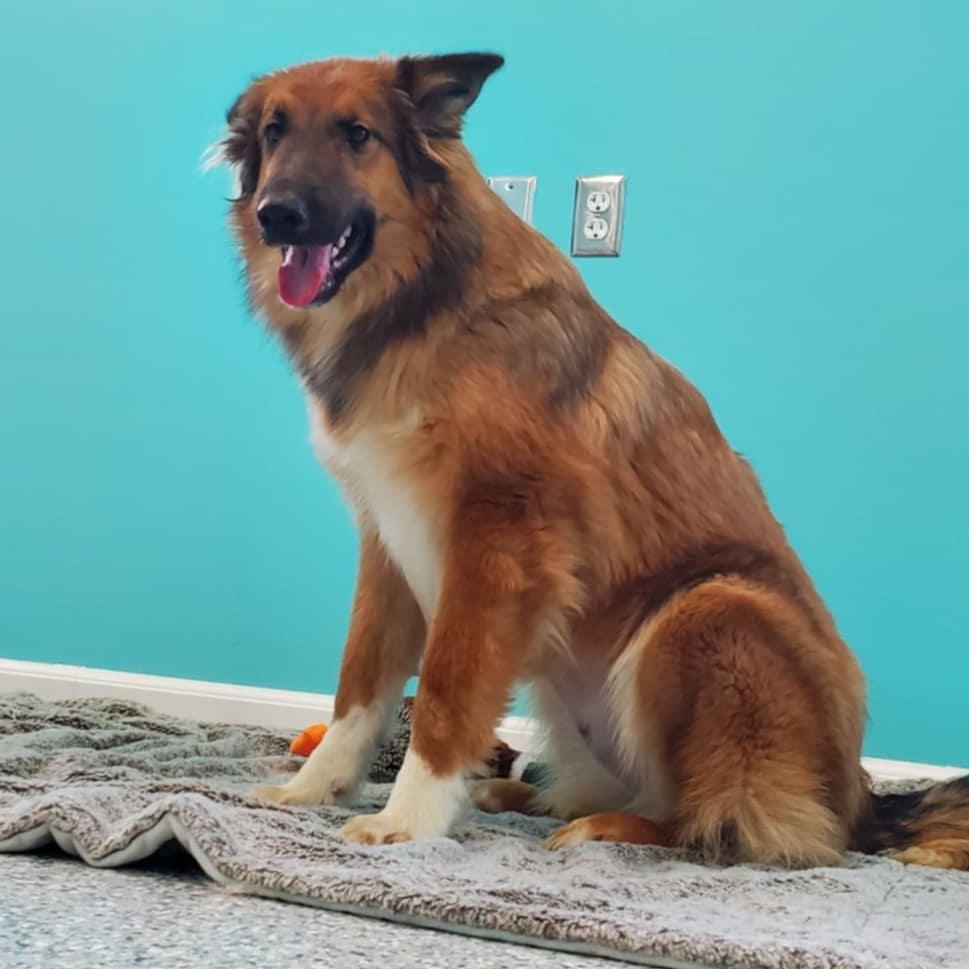 Enlarge Finley, a ADOPTABLE mixed breed in Hutchinson, MN image 2/5