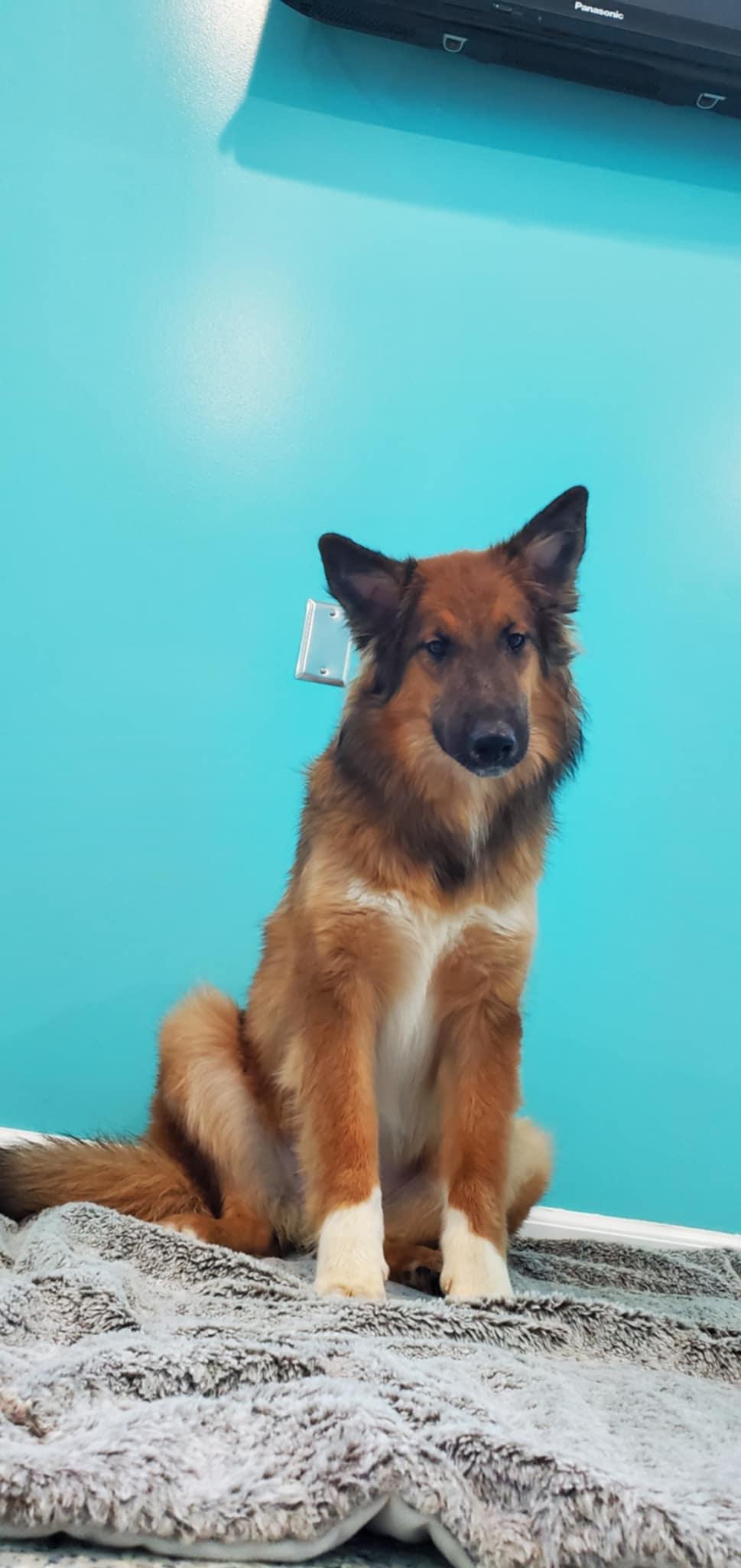 Enlarge Finley, a ADOPTABLE mixed breed in Hutchinson, MN image 3/5