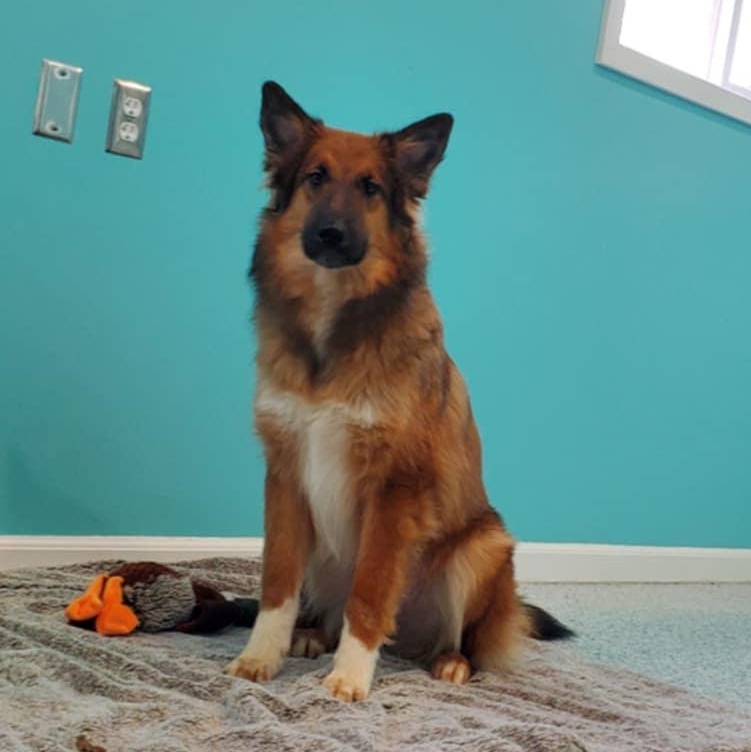 Enlarge Finley, a ADOPTABLE mixed breed in Hutchinson, MN image 4/5