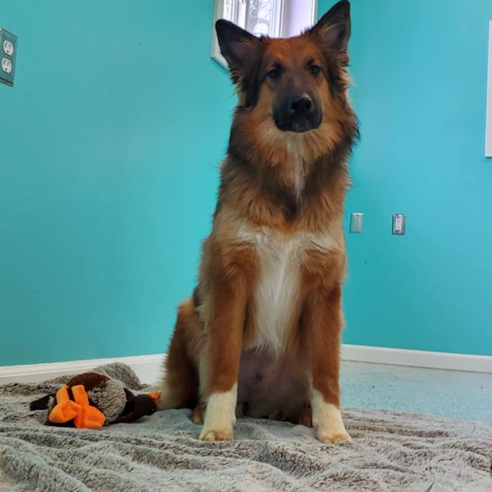 Enlarge Finley, a ADOPTABLE mixed breed in Hutchinson, MN image 5/5