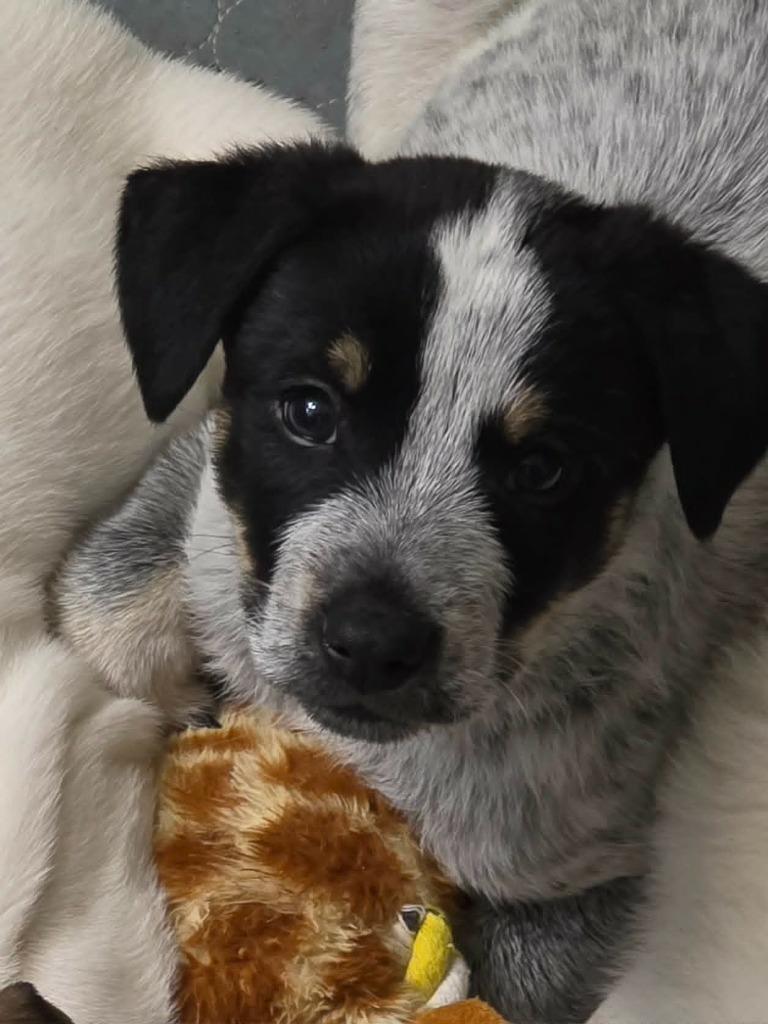 Enlarge Cornell, a Adoptable Mixed Breed in Mesa, AZ image 1/1