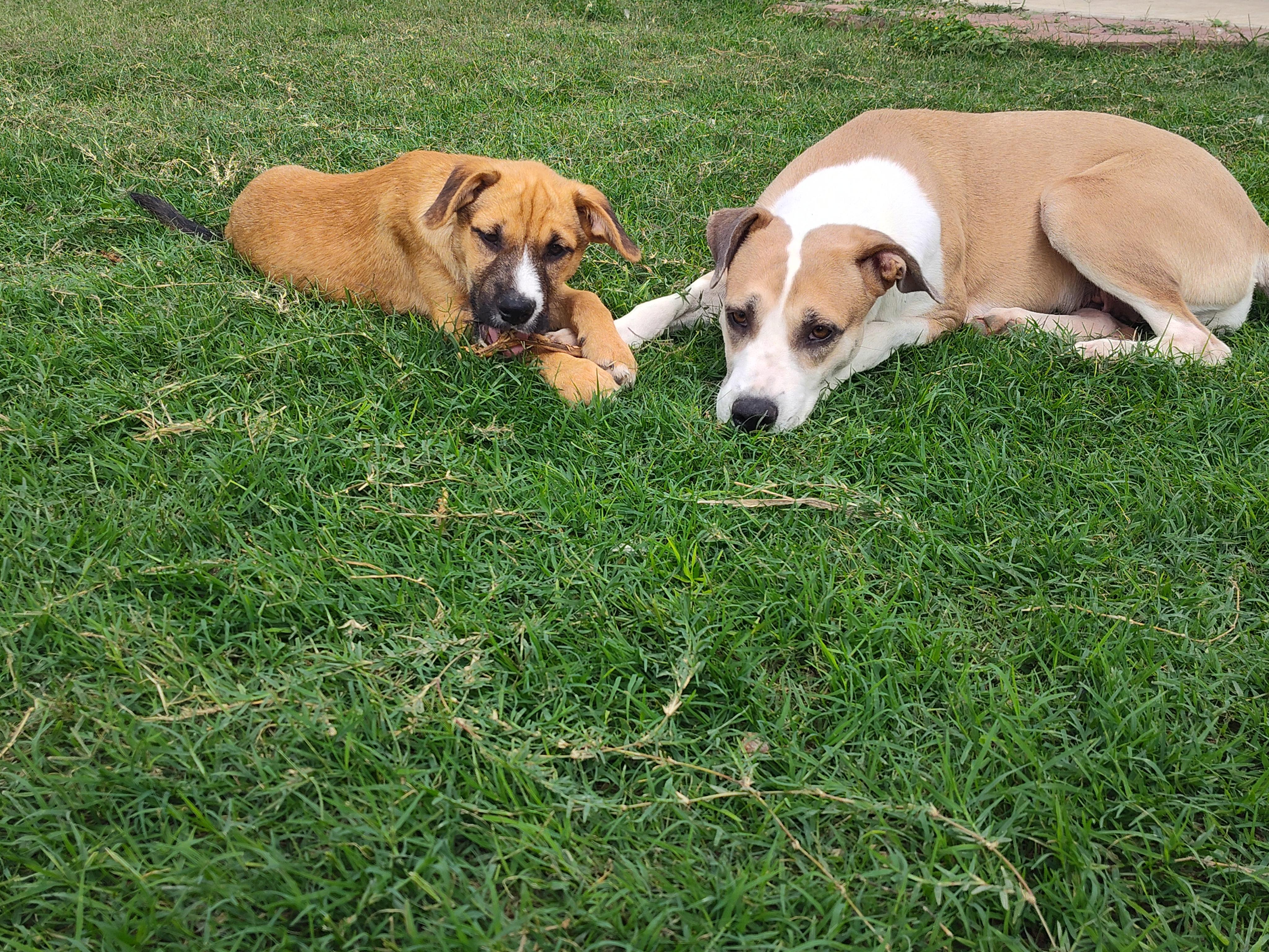 Enlarge Blondie & Striker, a Adoptable mixed breed in Portland, OR image 3/6