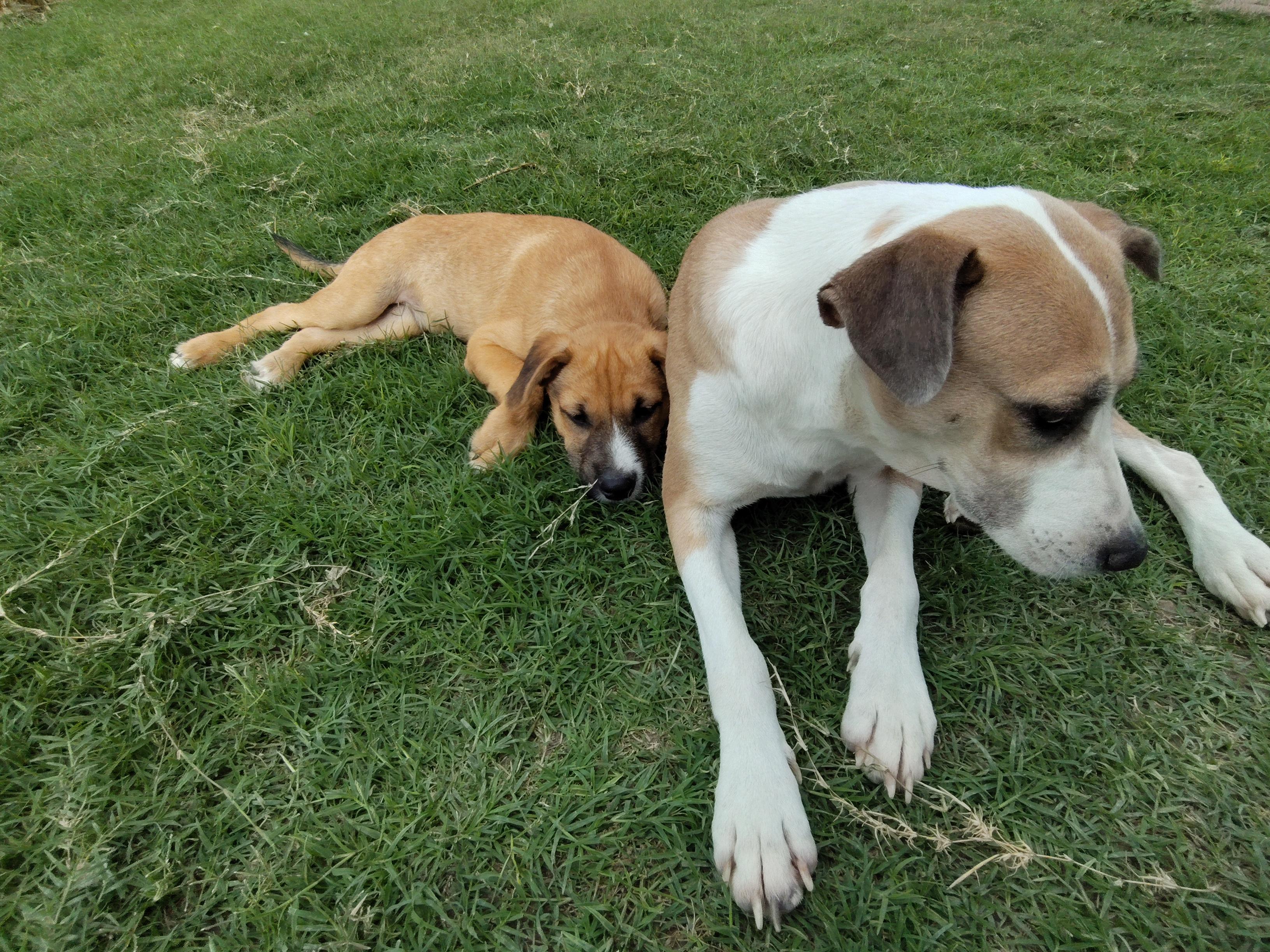 Enlarge Blondie & Striker, a Adoptable mixed breed in Portland, OR image 6/6
