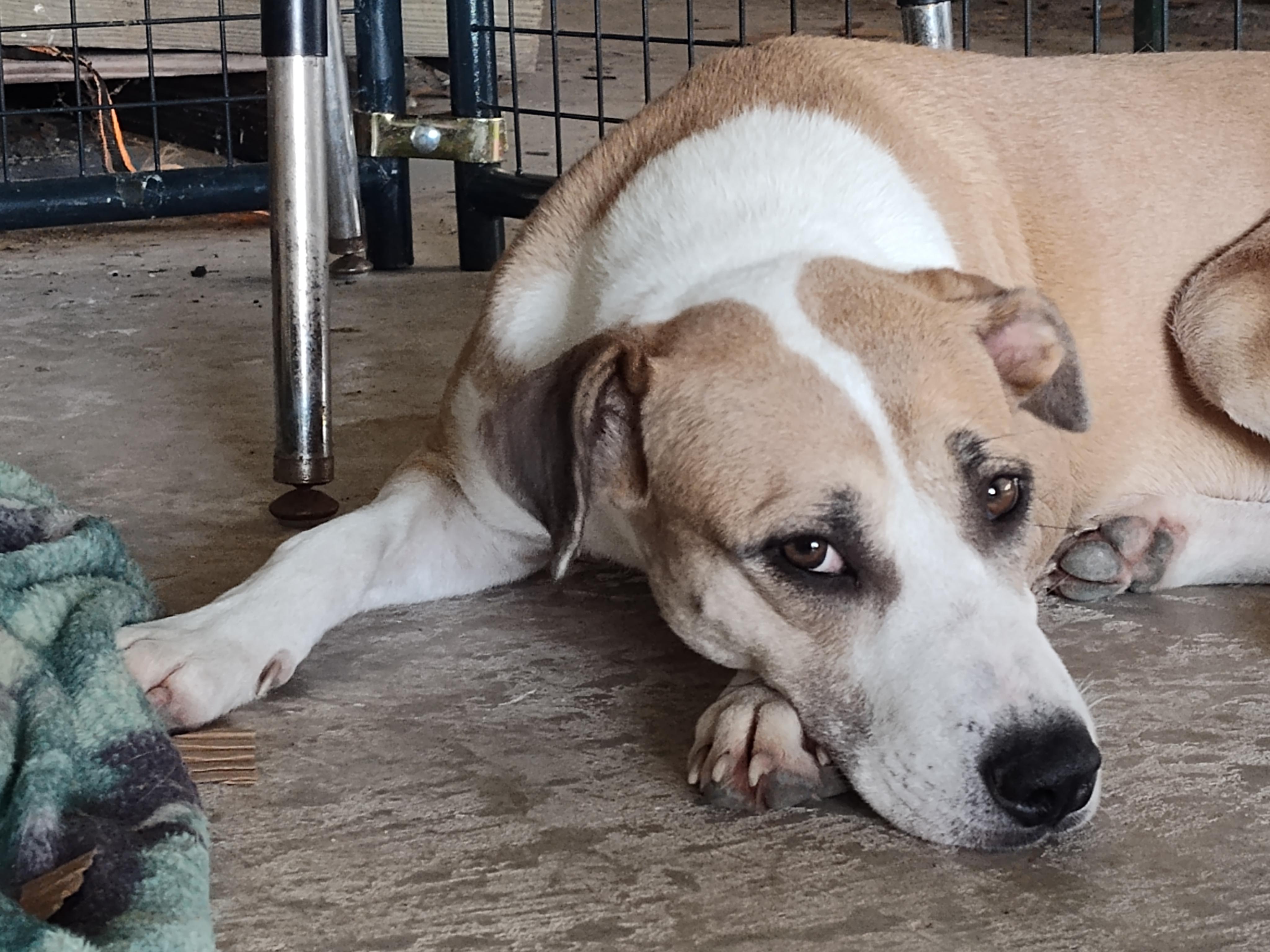 Enlarge Blondie & Striker, a Adoptable mixed breed in Portland, OR image 5/6