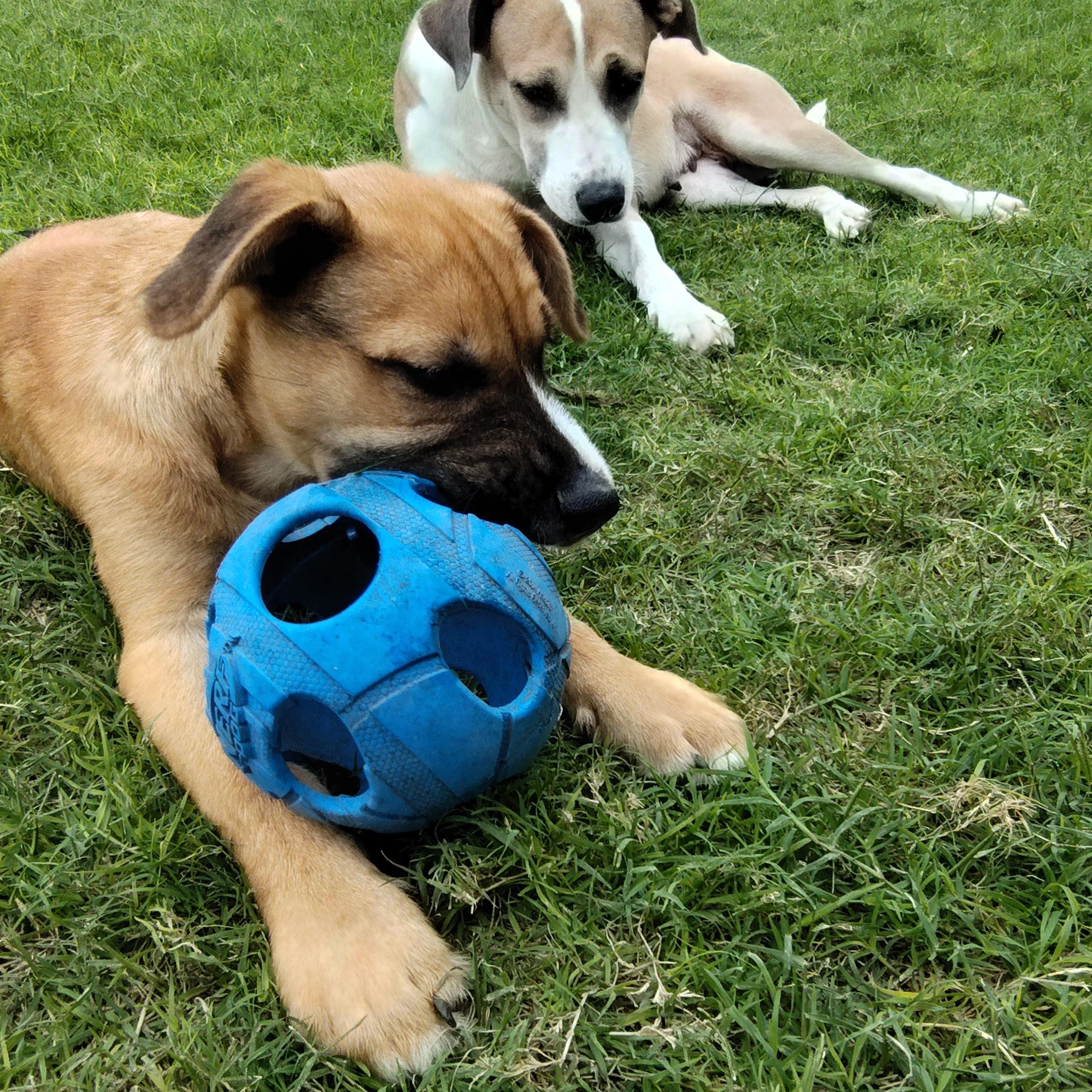 Enlarge Blondie & Striker, a Adoptable mixed breed in Portland, OR image 2/6