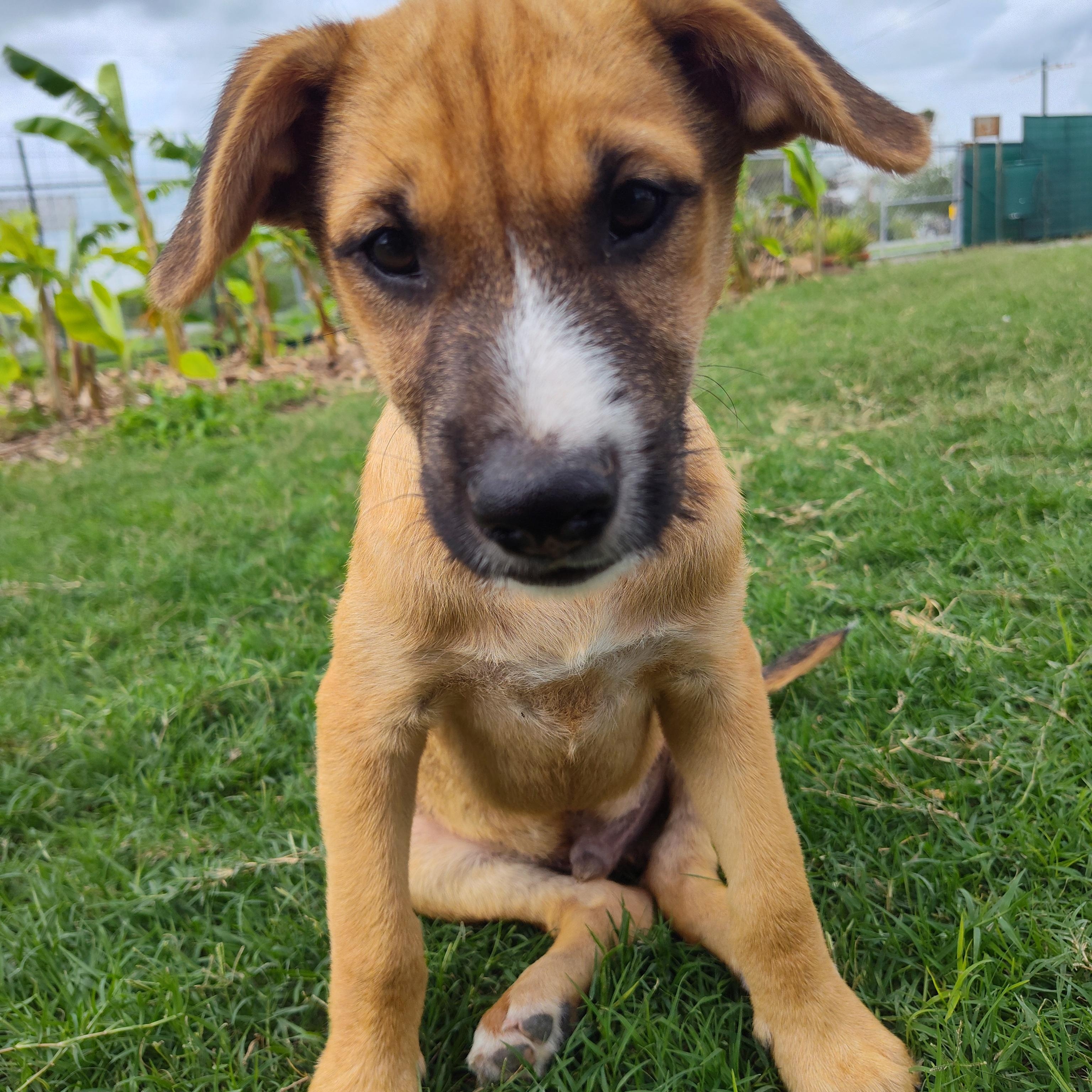 Enlarge Blondie & Striker, a Adoptable mixed breed in Portland, OR image 4/6