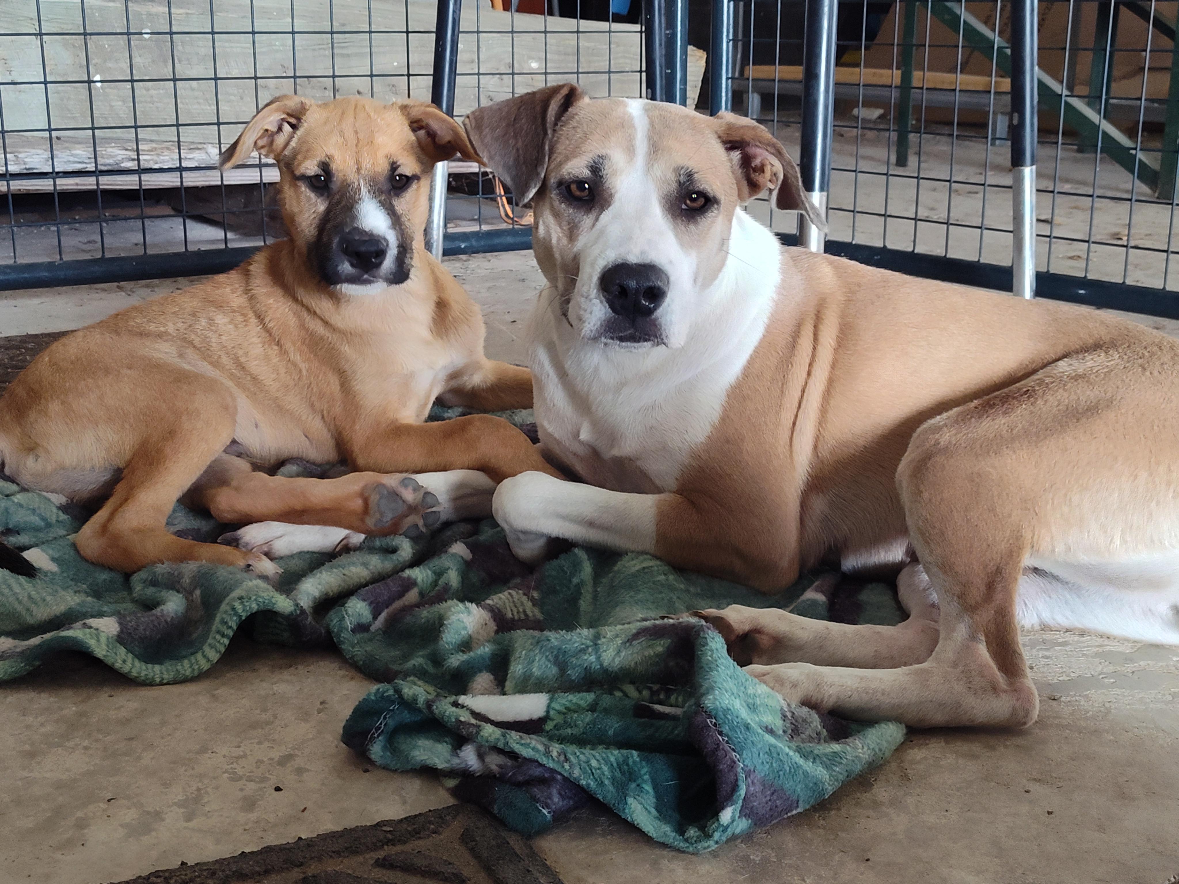 Blondie & Striker, Adoptable, Young Male Beagle.