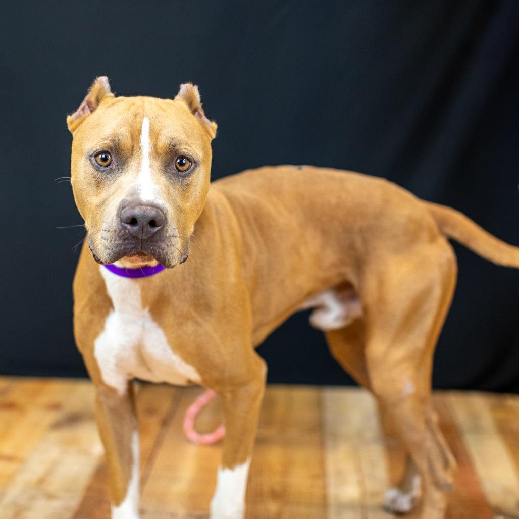 Enlarge Marco (Sponsored), a Adoptable Pit Bull Terrier in East Saint Louis, IL image 1/6