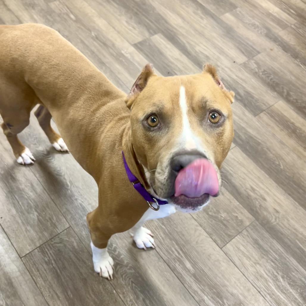 Enlarge Marco (Sponsored), a Adoptable Pit Bull Terrier in East Saint Louis, IL image 5/6