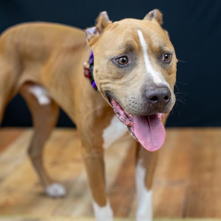 Enlarge Marco (Sponsored), a Adoptable Pit Bull Terrier in East Saint Louis, IL image 2/6