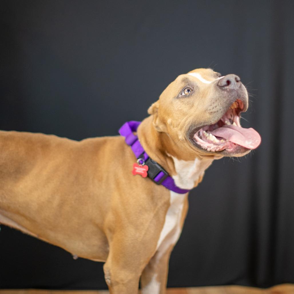 Enlarge Marco (Sponsored), a Adoptable Pit Bull Terrier in East Saint Louis, IL image 4/6