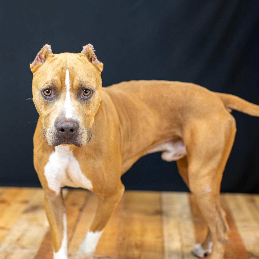 Enlarge Marco (Sponsored), a Adoptable Pit Bull Terrier in East Saint Louis, IL image 3/4
