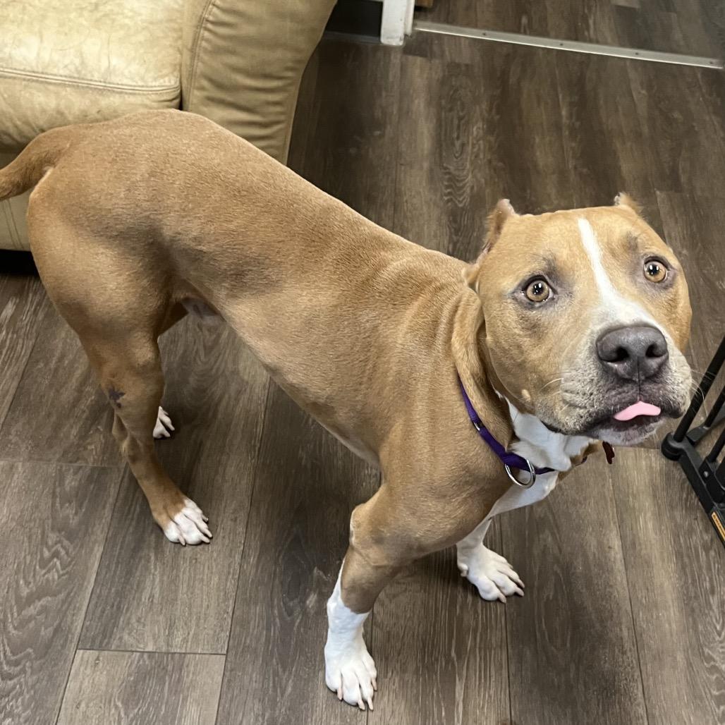 Enlarge Marco (Sponsored), a Adoptable Pit Bull Terrier in East Saint Louis, IL image 4/4