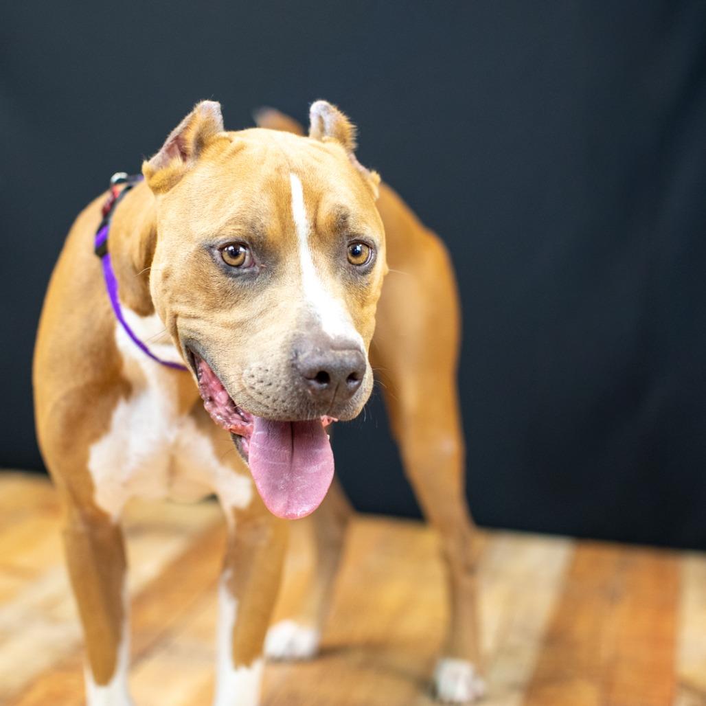 Enlarge Marco (Sponsored), a Adoptable Pit Bull Terrier in East Saint Louis, IL image 5/6