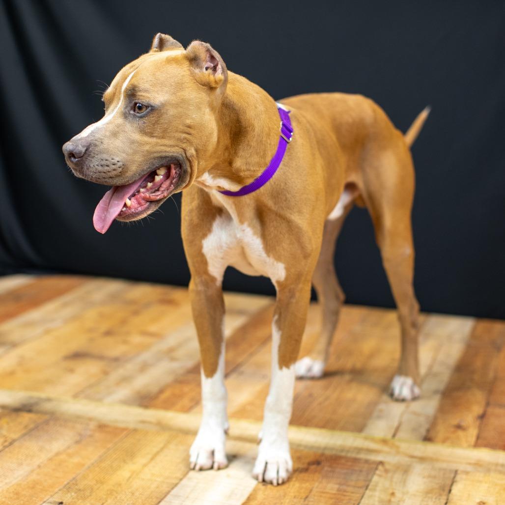 Enlarge Marco (Sponsored), a Adoptable Pit Bull Terrier in East Saint Louis, IL image 6/6