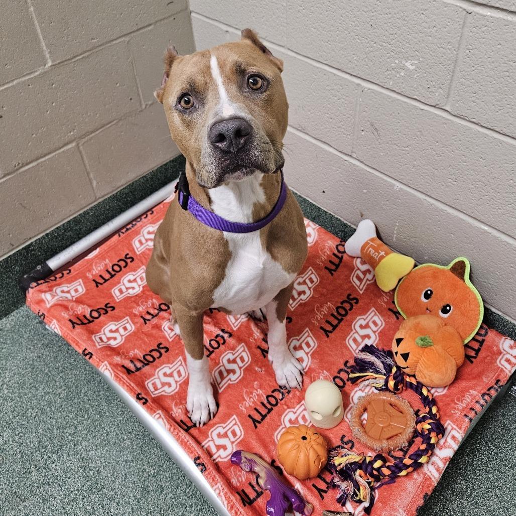 Enlarge Marco (Sponsored), a Adoptable Pit Bull Terrier in East Saint Louis, IL image 6/6