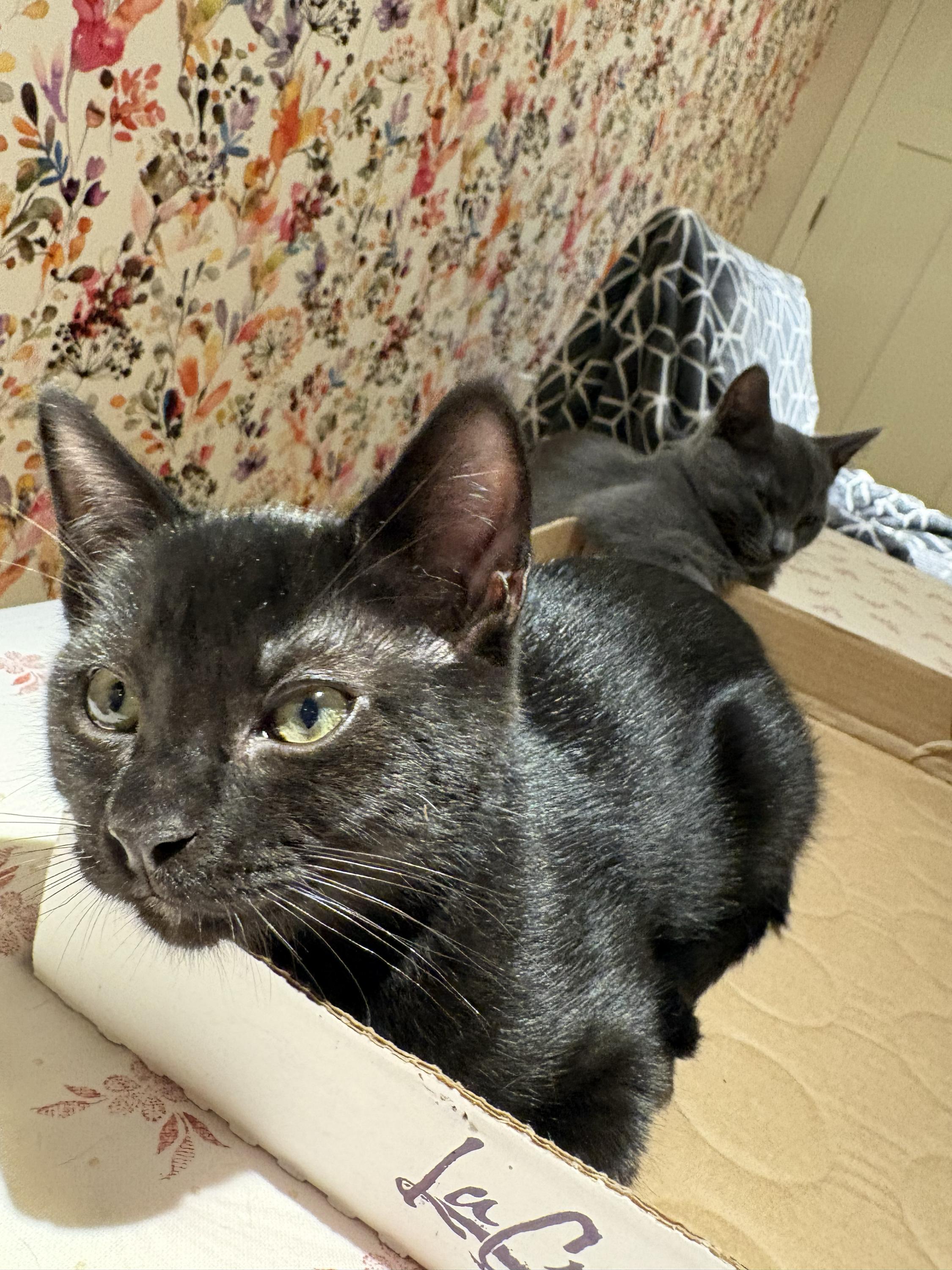 Kit and Dennis, a ADOPTABLE Domestic Short Hair in Seattle, WA image 4/6