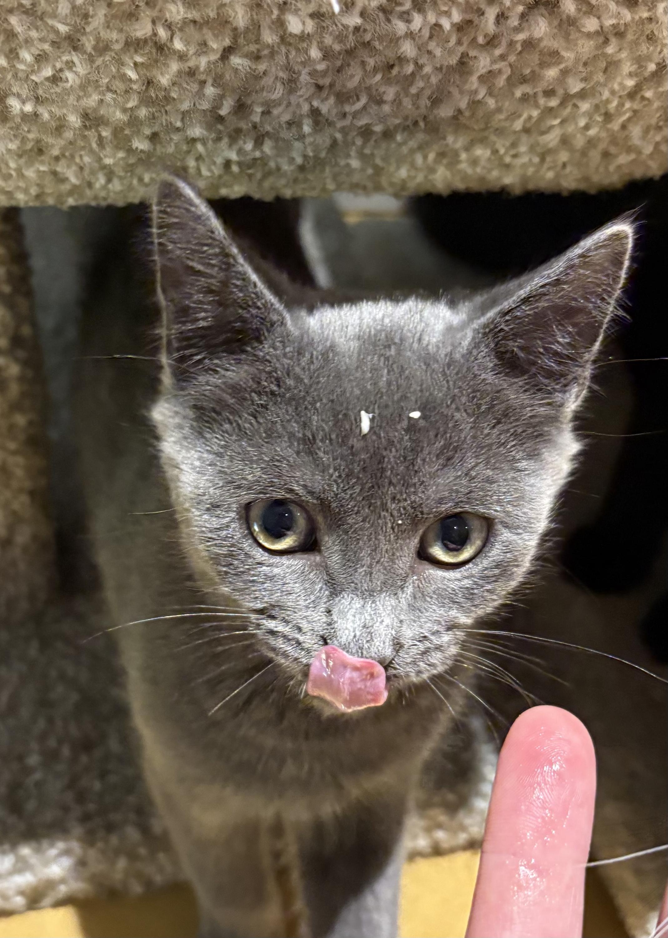 Kit and Dennis, a ADOPTABLE Domestic Short Hair in Seattle, WA image 6/6