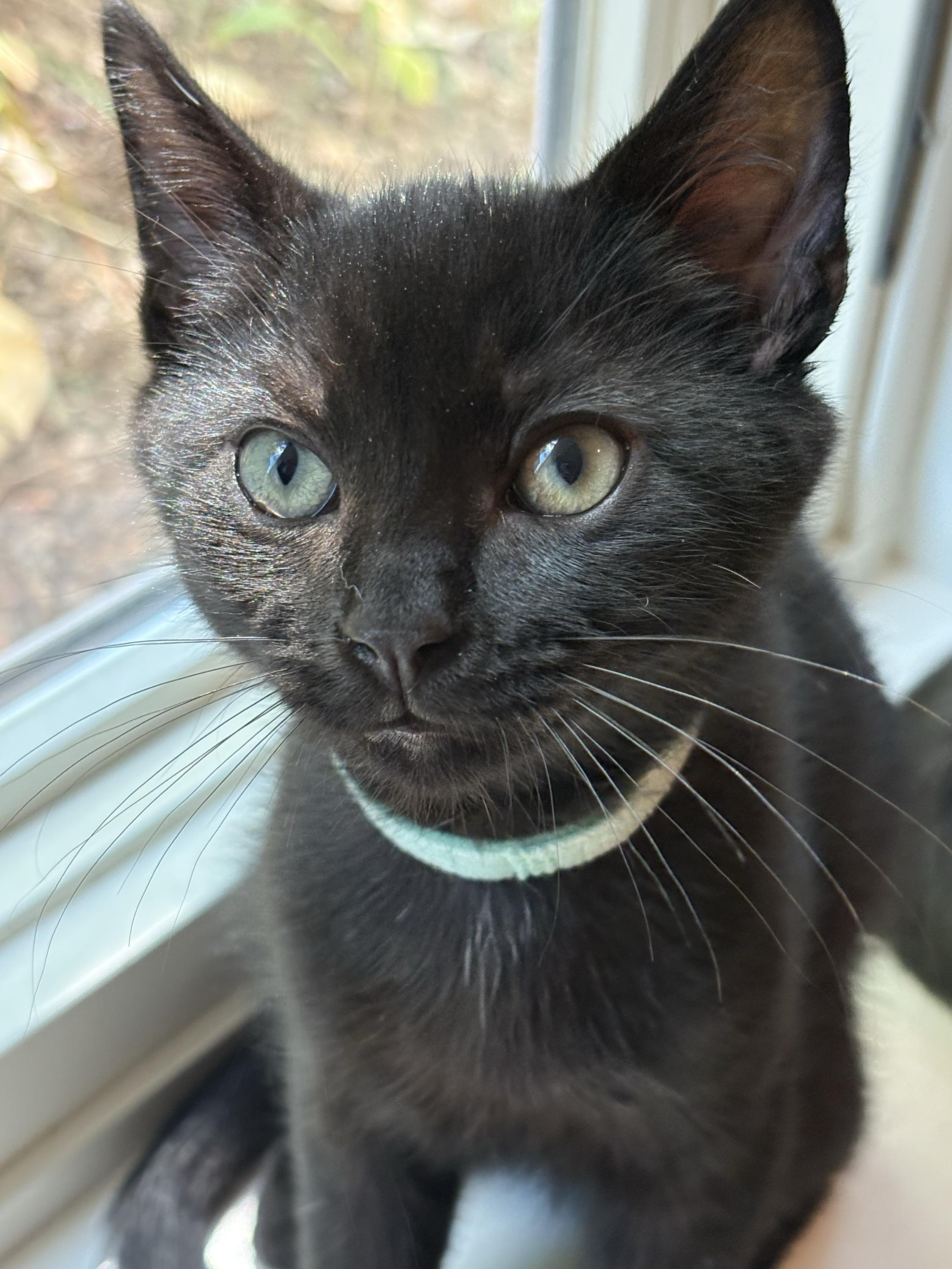 Kit and Dennis, a ADOPTABLE Domestic Short Hair in Seattle, WA image 2/6