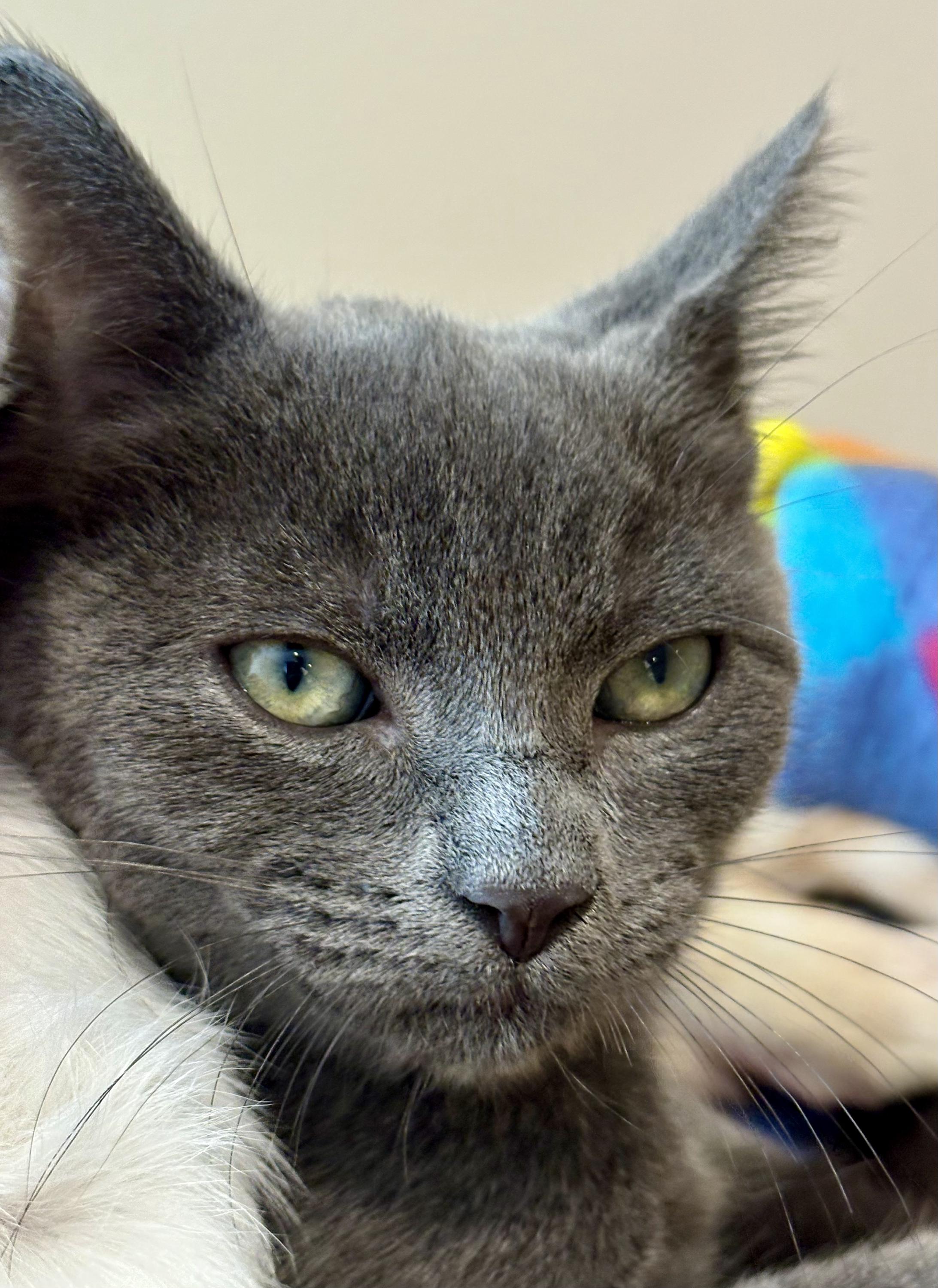 Kit and Dennis, a ADOPTABLE Domestic Short Hair in Seattle, WA image 5/6