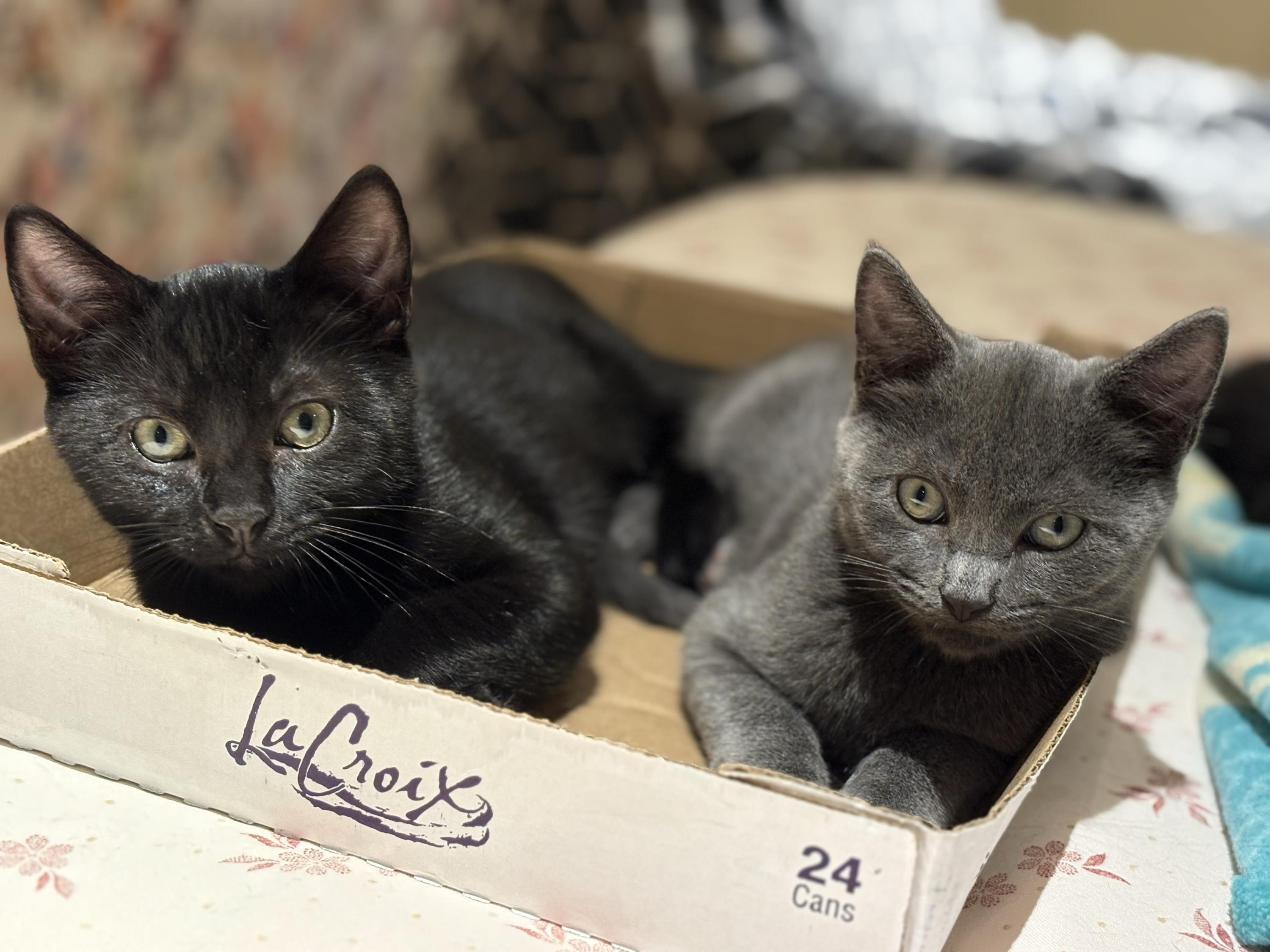 Kit and Dennis, a ADOPTABLE Domestic Short Hair in Seattle, WA image 1/6