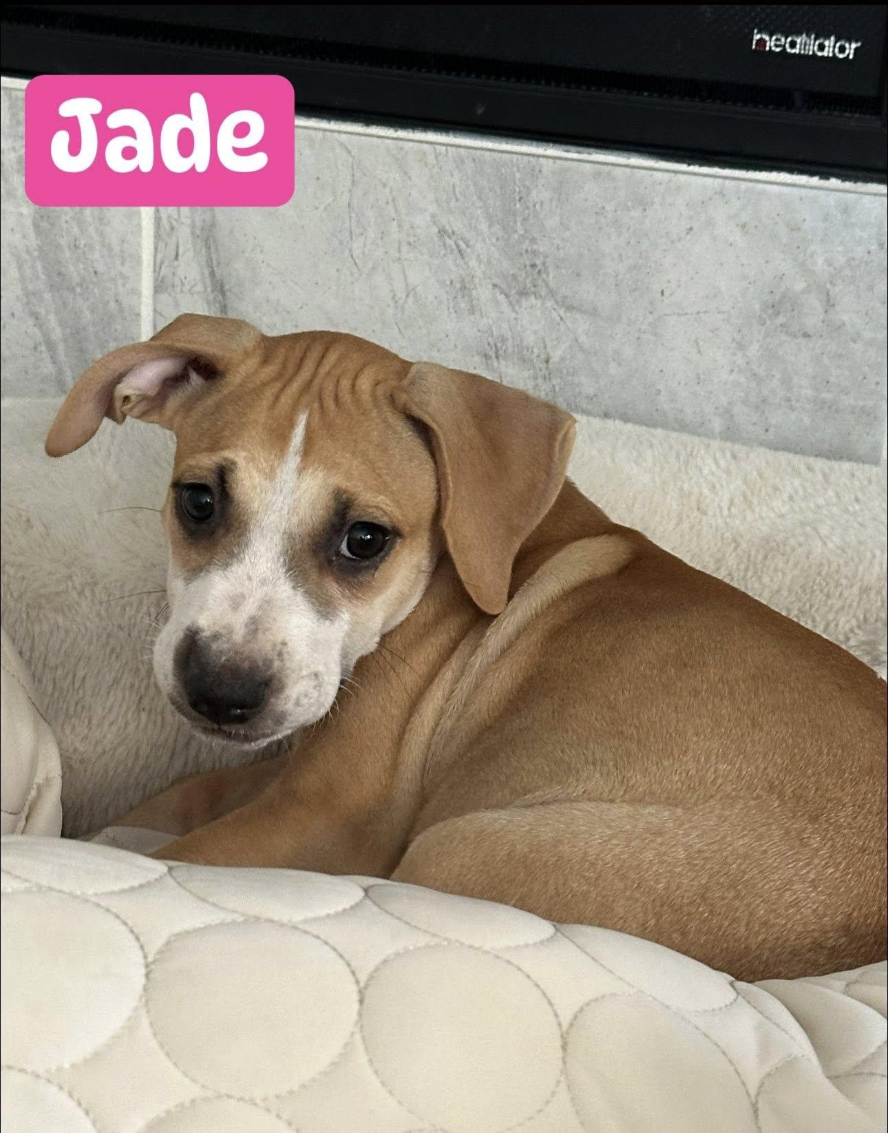 Jade