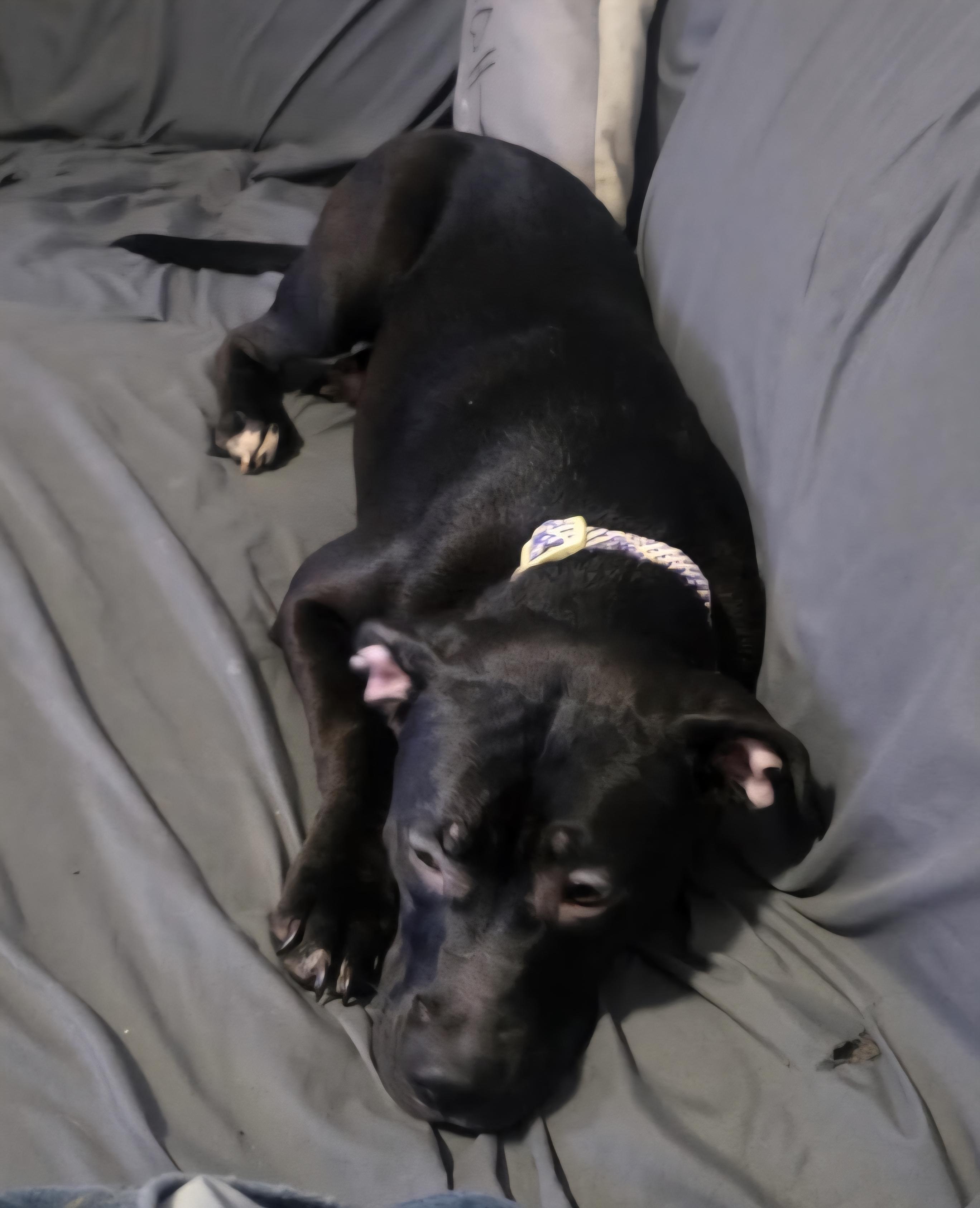 Coco, a ADOPTABLE mixed breed in Milford, MI image 2/2