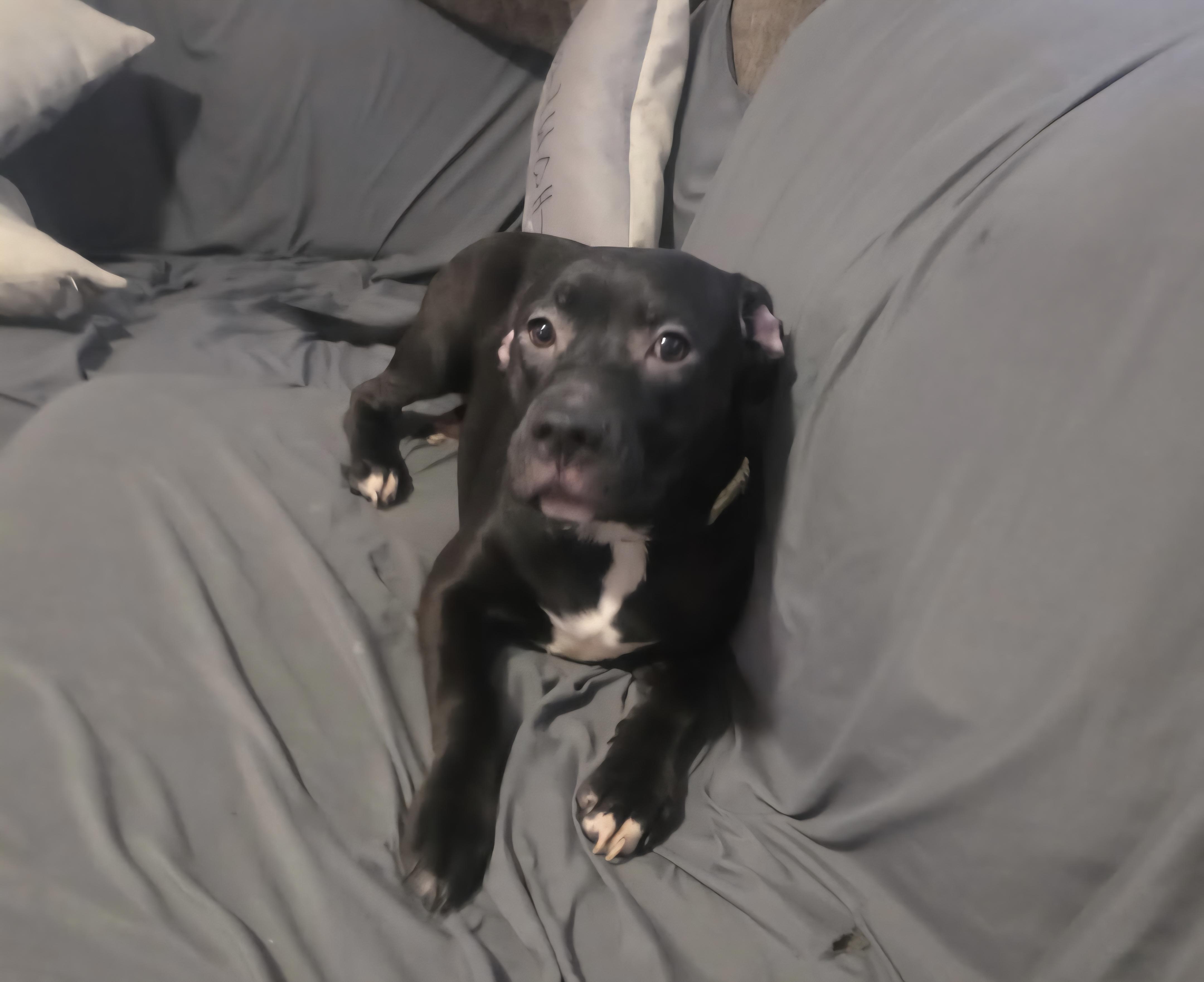 Coco, a ADOPTABLE mixed breed in Milford, MI image 1/2