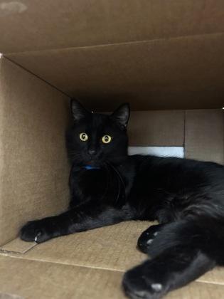 Craftsman, Adoptable, Adult Male Domestic Medium Hair & Domestic Short Hair.