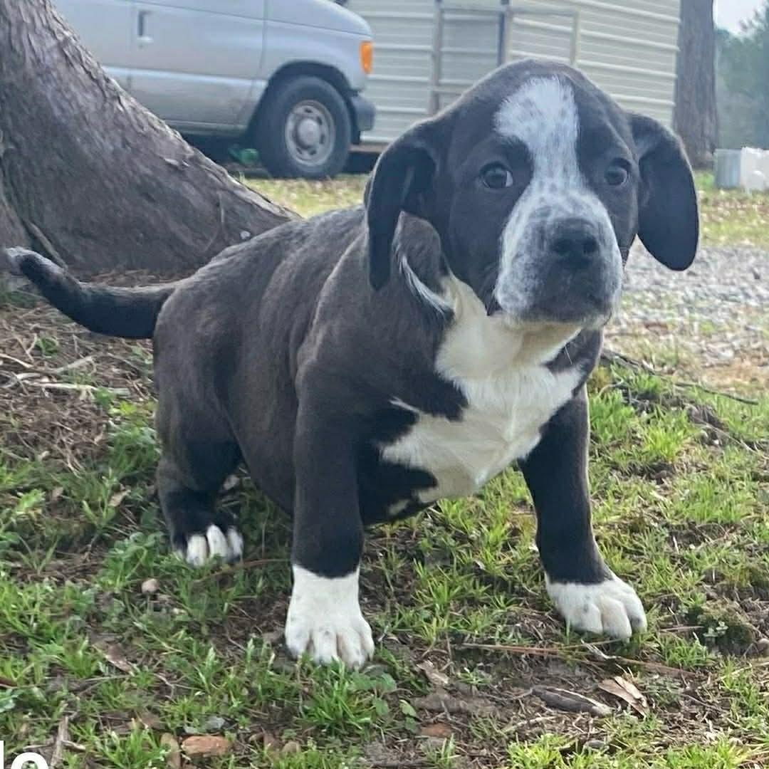 Milo, Adoptable, Puppy Male Beagle & American Bully.