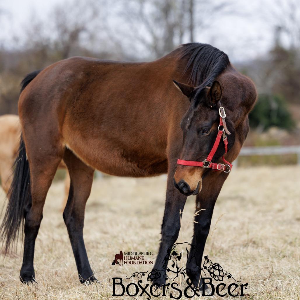Chili, Adoptable, Senior Female Quarterhorse.