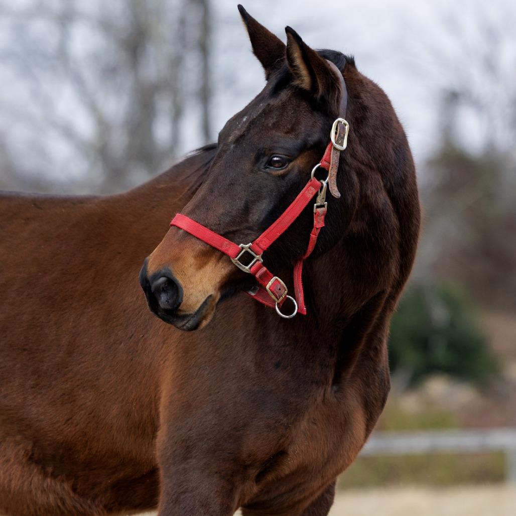 Chili, a Adoptable Quarterhorse in Marshall, VA image 2/6
