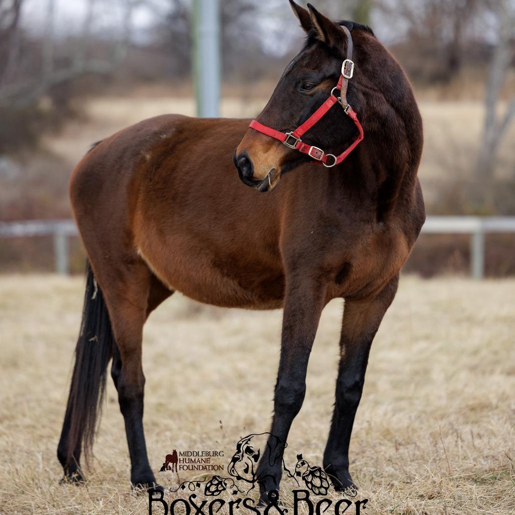Chili, a Adoptable Quarterhorse in Marshall, VA image 4/6