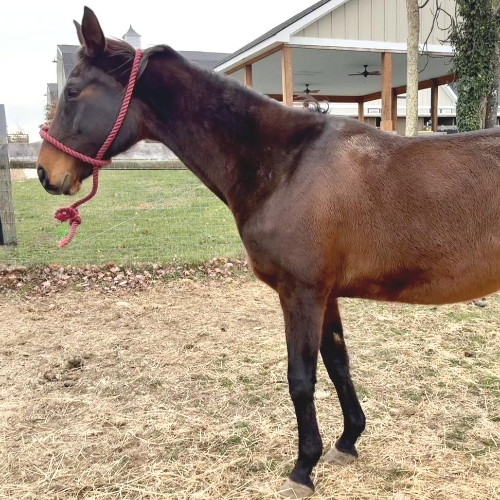 Chili, a Adoptable Quarterhorse in Marshall, VA image 5/6
