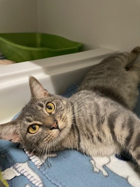 Celeste, ADOPTABLE, Adult Female Domestic Short Hair.