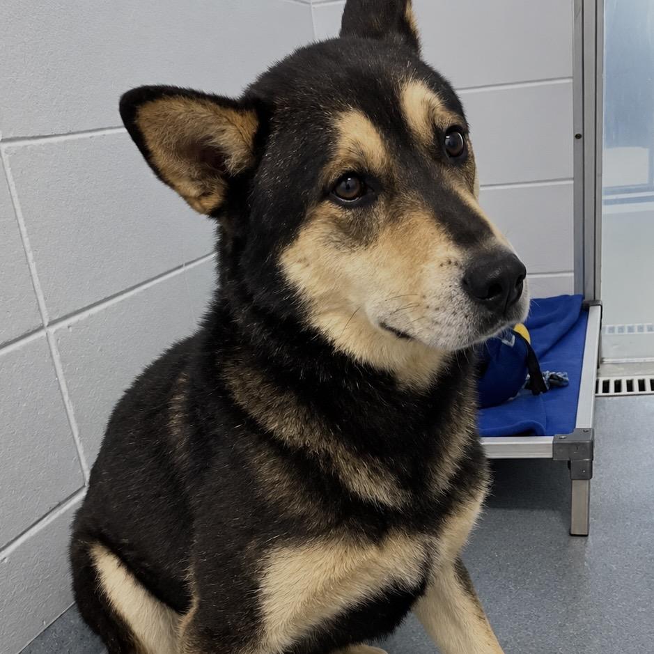 Koda, Adoptable, Adult Male Mixed Breed.