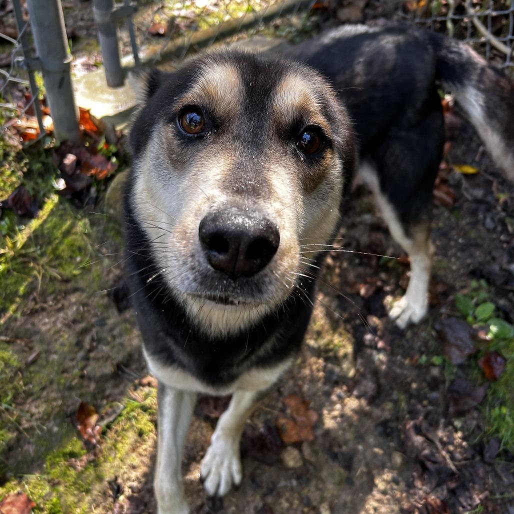 Enlarge Koda, a Adoptable Mixed Breed in Spruce Pine, NC image 2/3