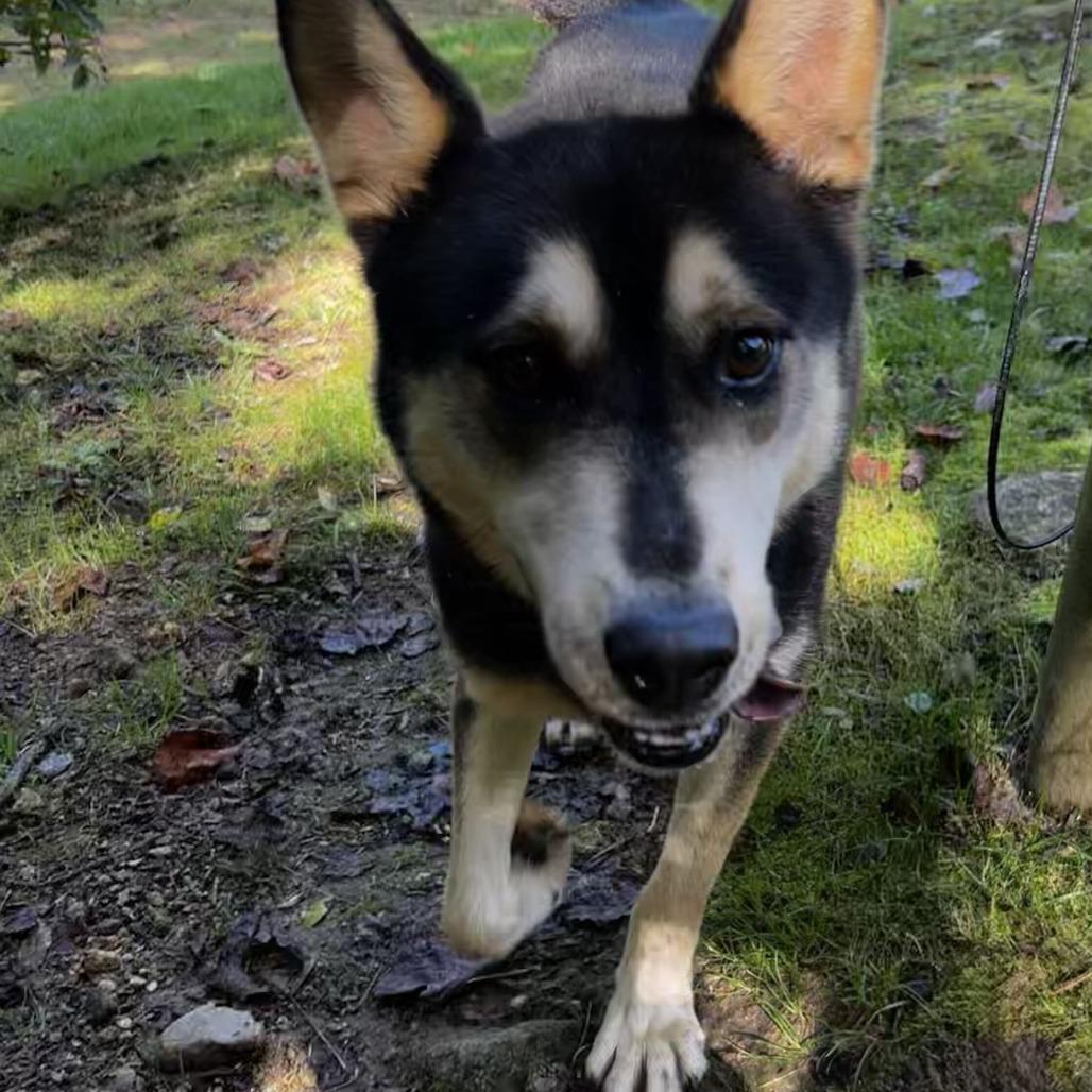 Enlarge Koda, a Adoptable Mixed Breed in Spruce Pine, NC image 3/3