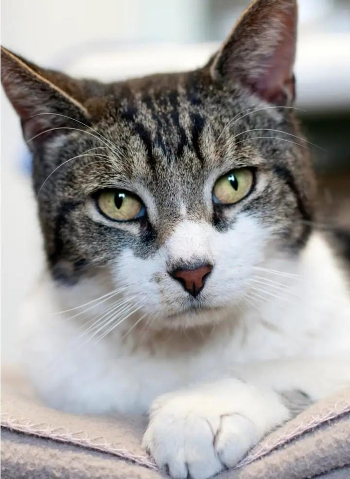 Enlarge Nash, a Adoptable Domestic Short Hair in Hamilton, ON image 1/1