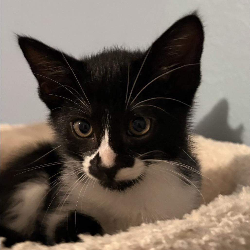 Enlarge Muenster, a Adoptable Domestic Short Hair in Missouri City, TX image 1/1