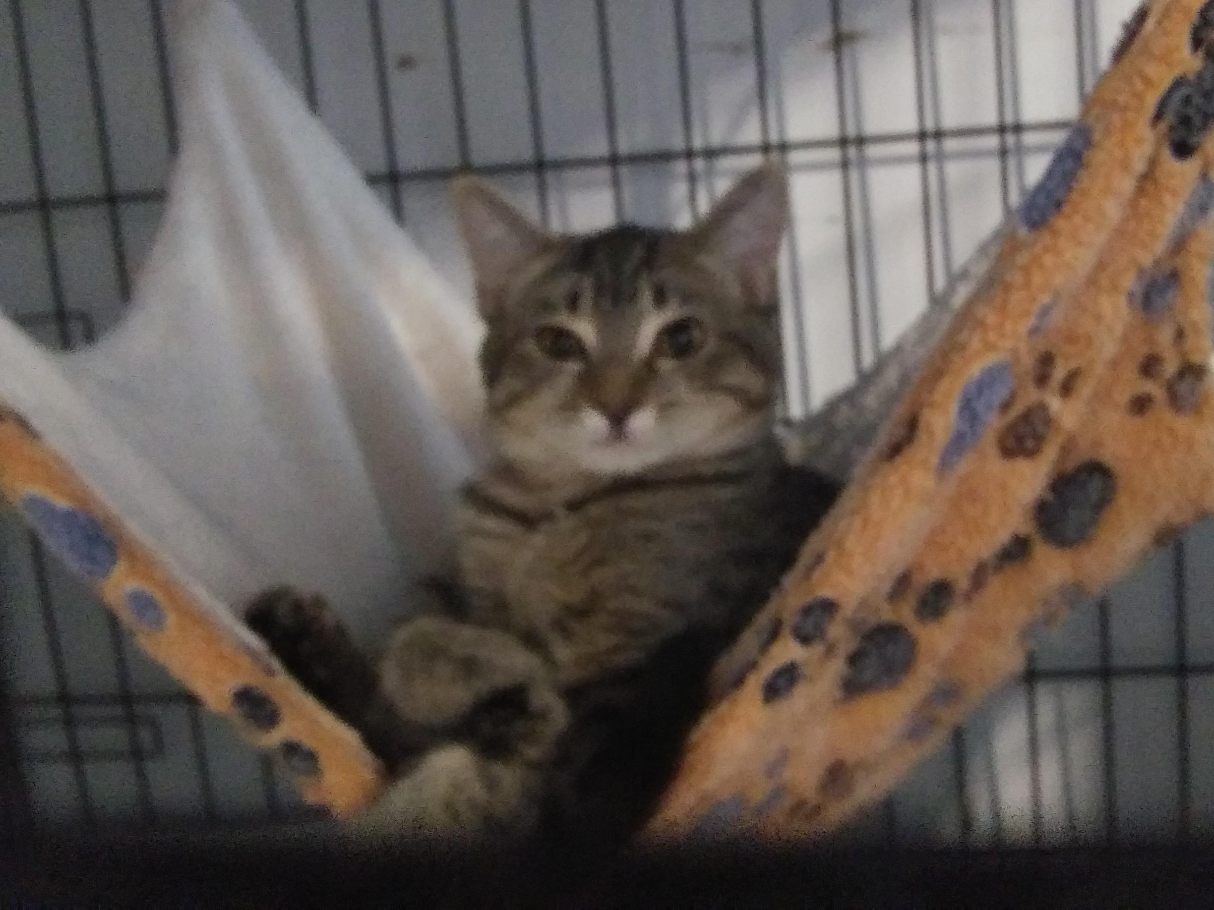 Beans photo