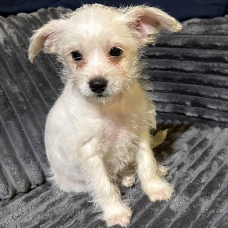 MILK aka MR. MILK, Adoptable, Puppy Male Terrier & Chihuahua.