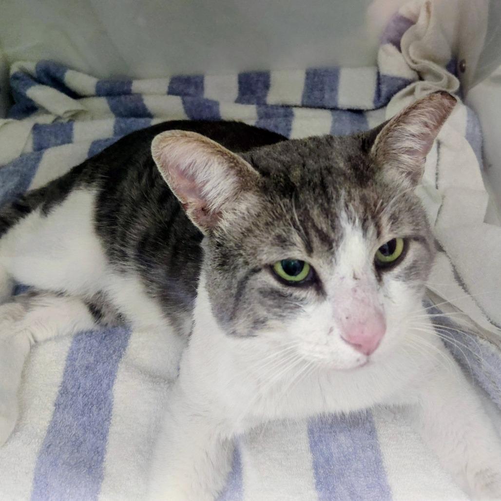 Yodel, Adoptable, Adult Male Domestic Short Hair.