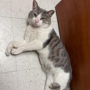 Yodel, Adoptable, Adult Male Domestic Short Hair.