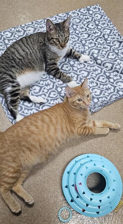 Arlo, adopted, Young Male Domestic Short Hair & Domestic Short Hair.