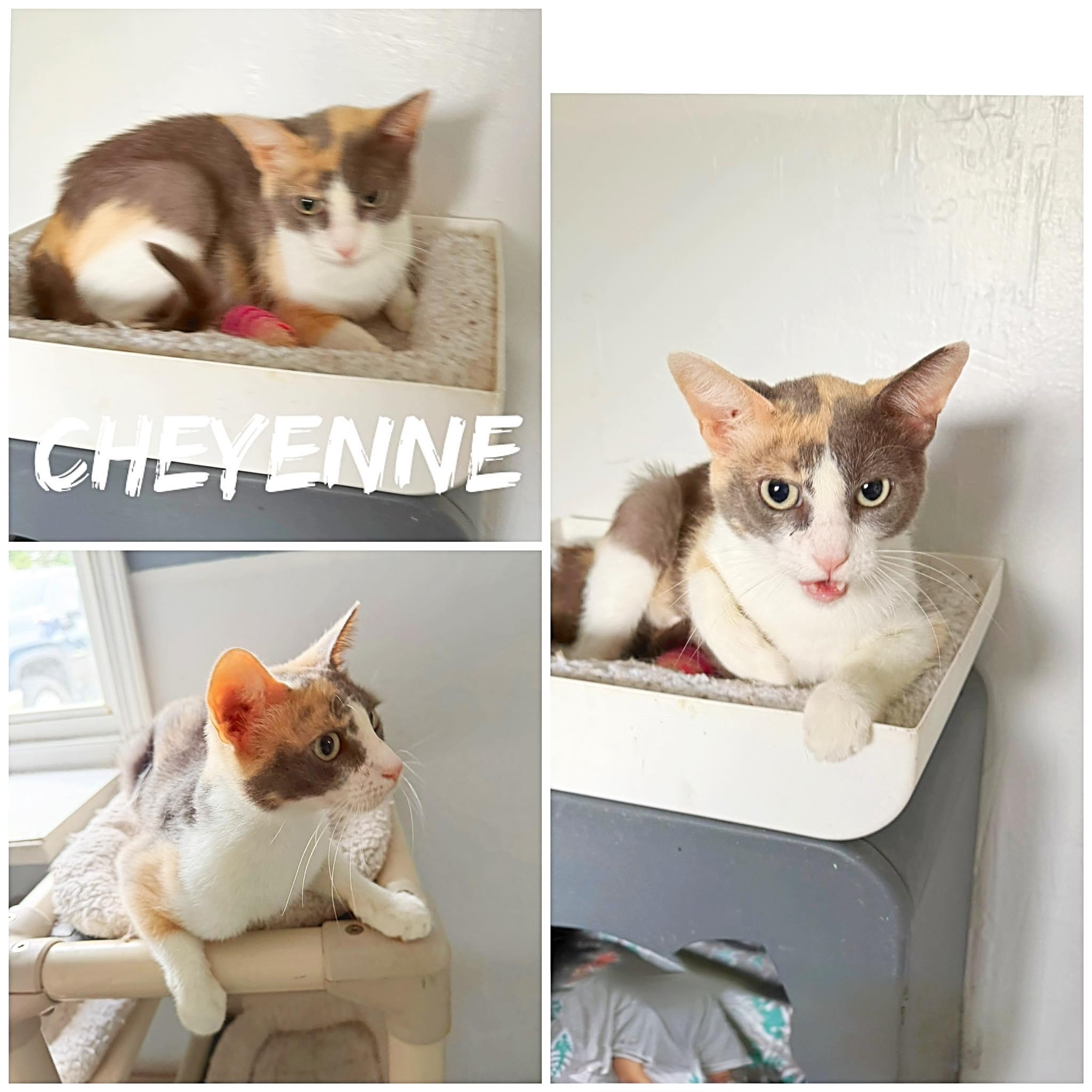 Cheyenne, ADOPTABLE, Adult Female Domestic Short Hair.